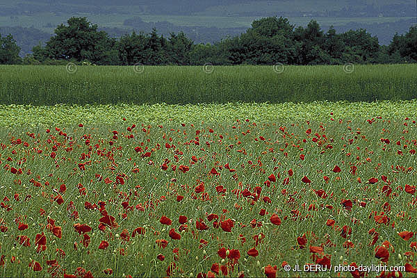 paysage